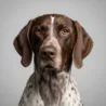 German Shorthaired Pointer German Shorthaired Pointer image