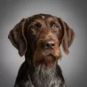 German Wirehaired Pointer German Wirehaired Pointer image