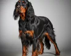 Gordon Setter image