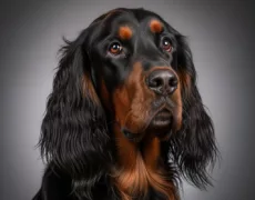 Gordon Setter image
