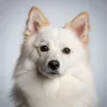Indian Spitz image