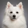 Japanese Spitz image