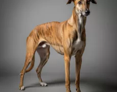 Longdog image