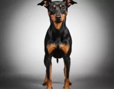 Manchester Terrier image