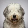 Old English Sheepdog image