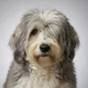 Polish Lowland Sheepdog image