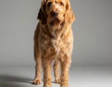 Spinone Italiano picture