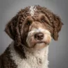 Spanish Water Dog image