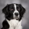 Stabyhoun (Frisian Pointer) Stabyhoun (Frisian Pointer) image