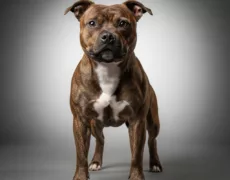 Staffordshire Bull Terrier image