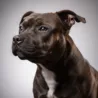 Staffordshire Bull Terrier Staffordshire Bull Terrier image