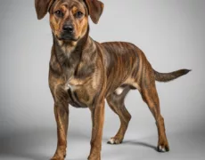 Treeing Tennessee Brindle image