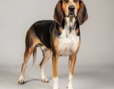 Treeing Walker Coonhound image