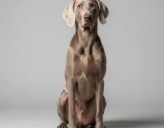 Weimaraner image