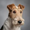 Wire Fox Terrier Wire Fox Terrier image